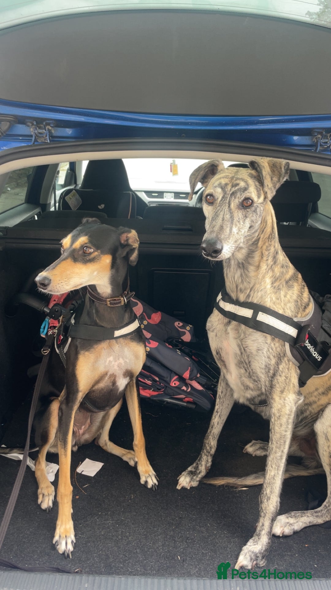 Mixed Breed dogs for sale: Stunning saluki greyhound puppies.  - Advert 25