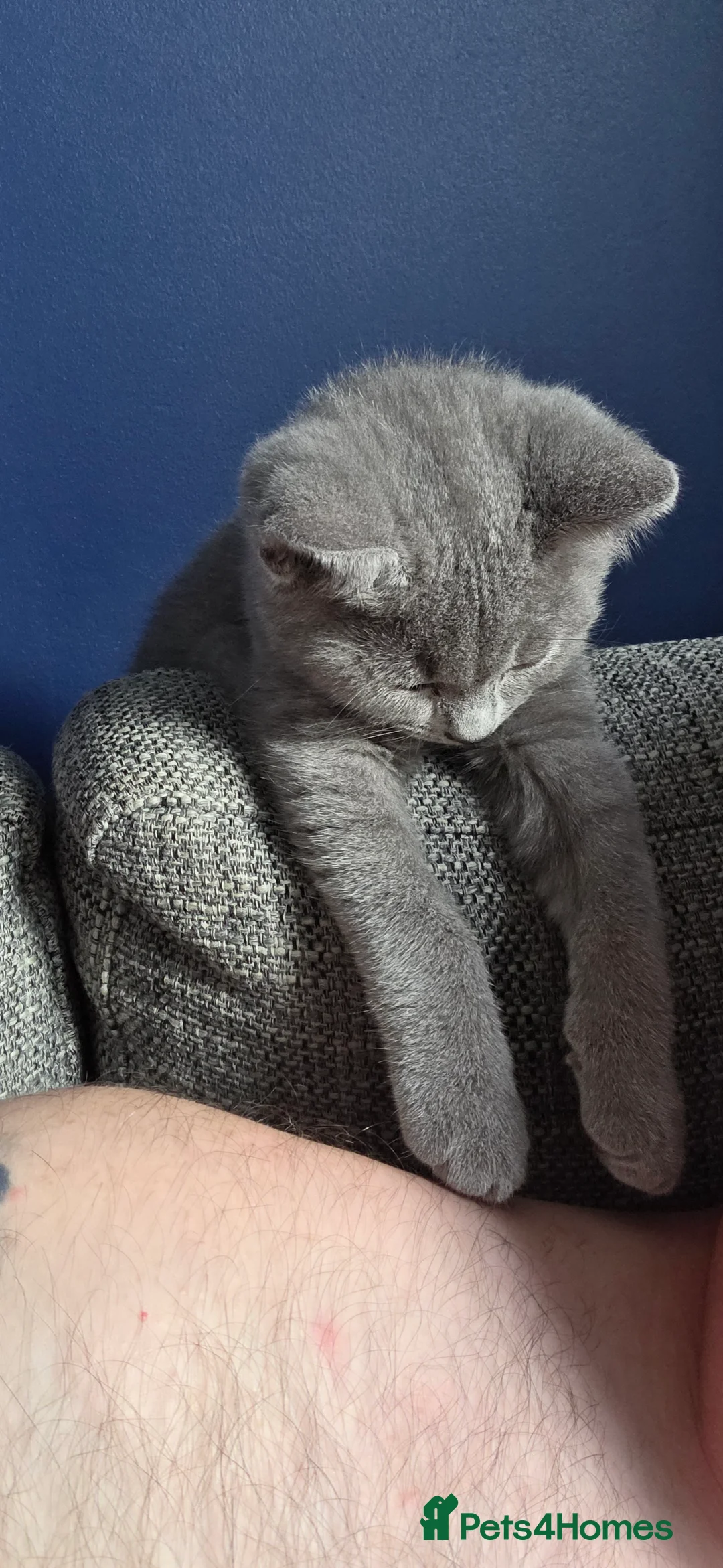 British Shorthair cats for sale: British shorthair kitten  - Advert 5