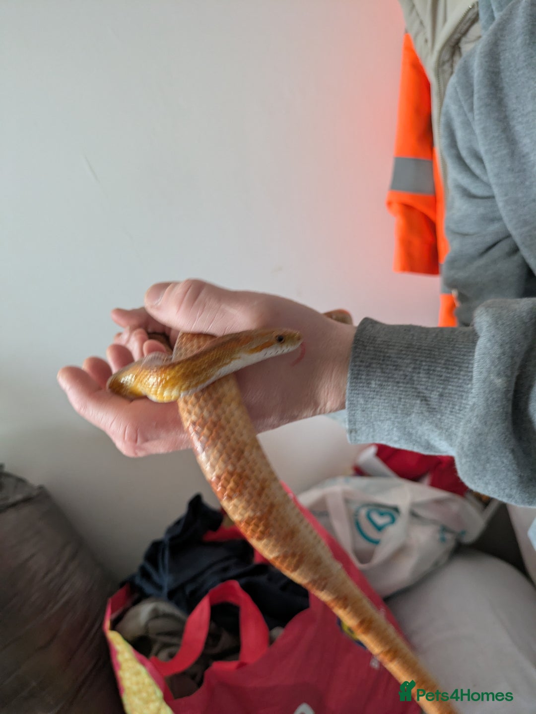 Corn Snake reptiles for sale: Tinsel - Advert 6