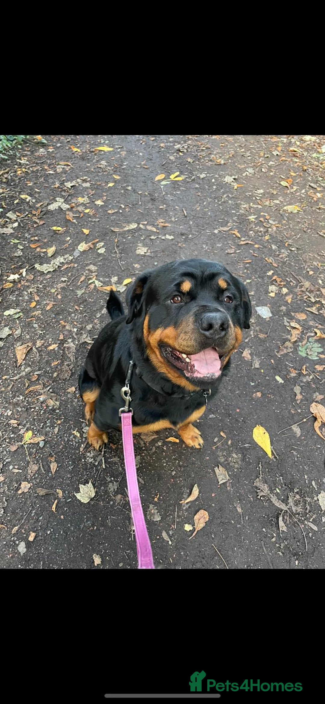 Rottweiler dogs for stud: Rottweiler - 4th generation KC registered pedigree - Advert 2