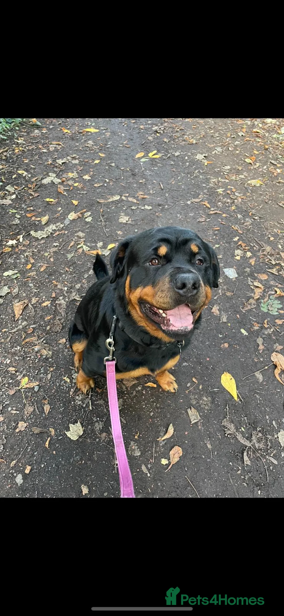 Rottweiler dogs for stud: Rottweiler - 4th generation KC registered pedigree - Advert 2