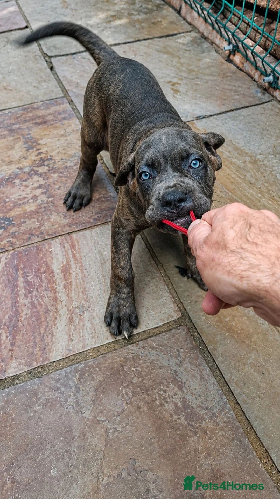 Cane Corso dogs for sale: ICCF Registered 🧬🏆 Cane Corso pups. - Advert 1