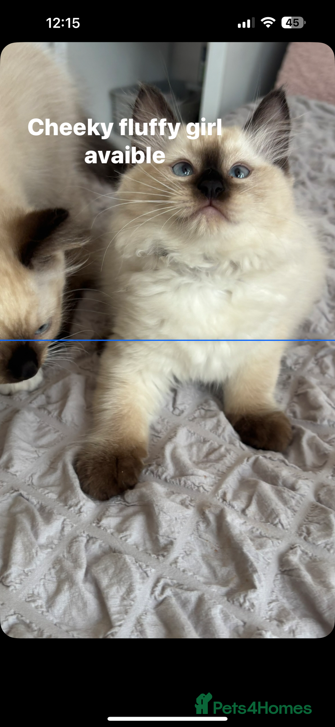 Ragdoll cats for sale: Ragdoll kittens - Image 21