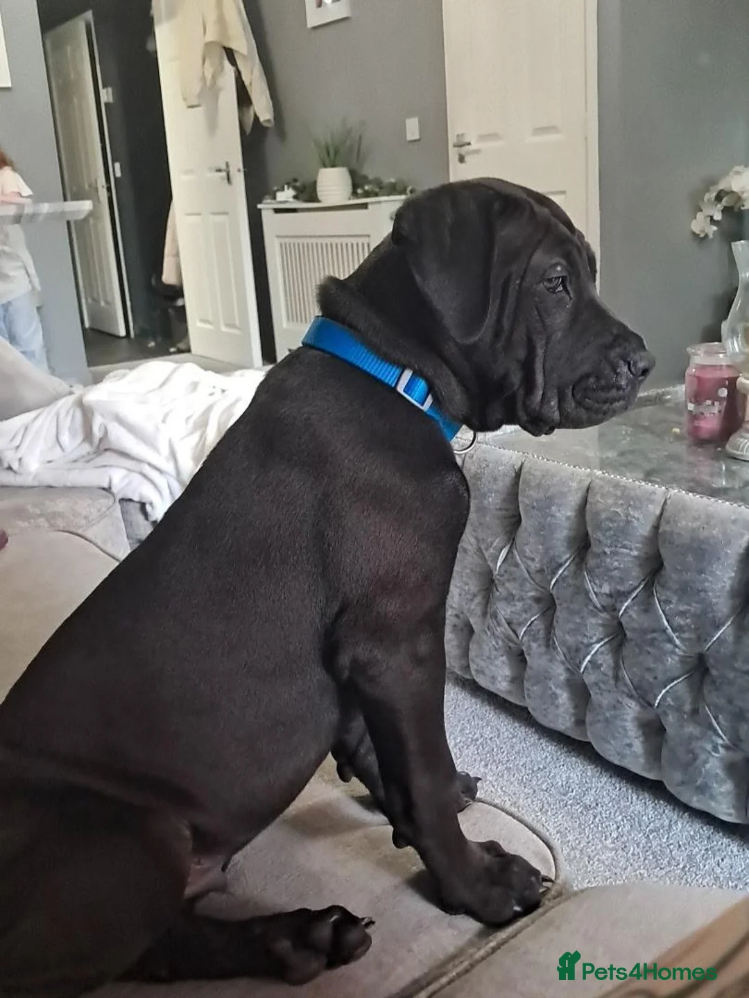 Mixed Breed dogs for sale: 14 week old male puppy - Advert 3