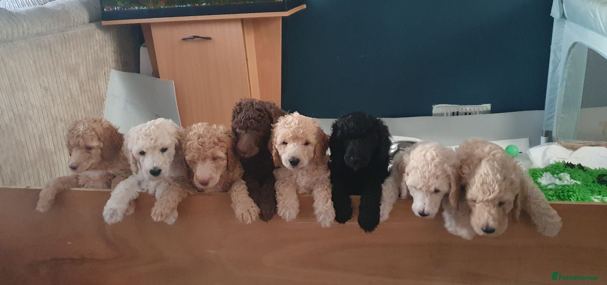 Standard Poodle dogs Standard poodle puppy's kc reg - Advert 3