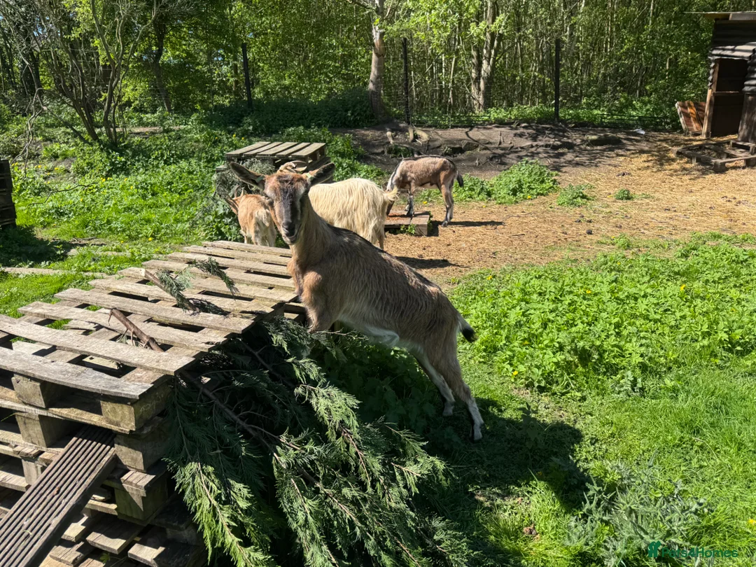 Goats livestock for sale: Pedigree Registered English Goats   - Advert 1