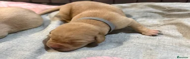 Labrador Retriever 1