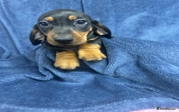 Dachshund dogs for sale: 9 beautiful dachshunds ready too leave in 2 weeks  - Image 6