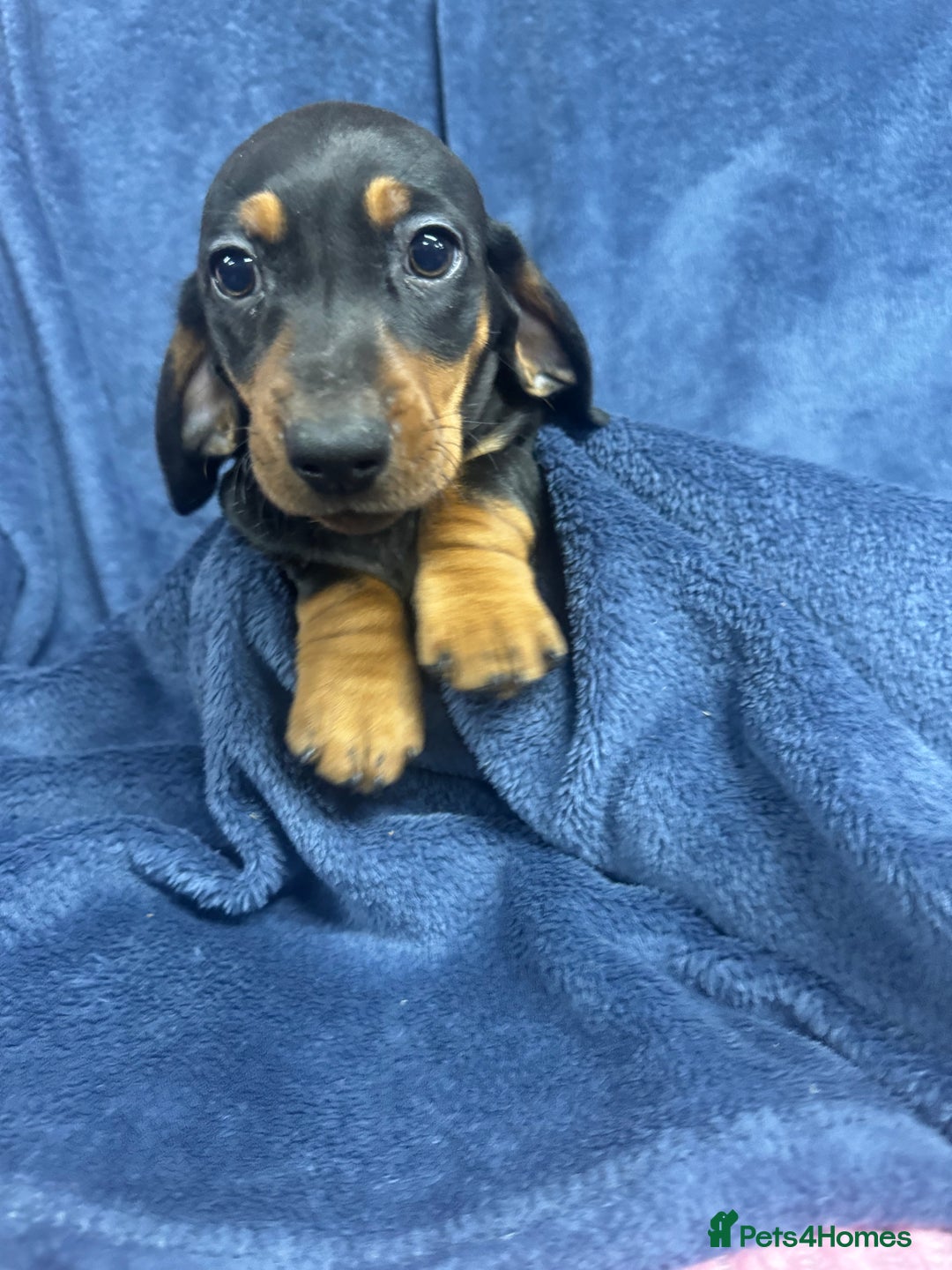 Dachshund dogs for sale: 9 beautiful dachshunds ready too leave in 2 weeks  - Image 6