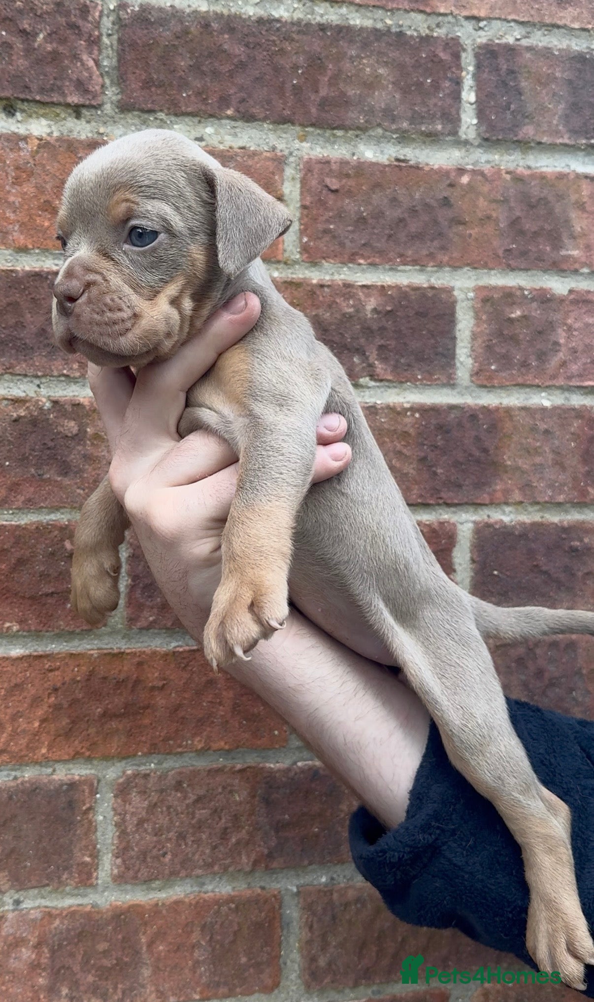 Olde English Bulldogge dogs 7 old tyme bulldog puppies available  - Advert 1