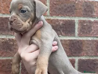 Olde English Bulldogge dogs 7 old tyme bulldog puppies available - Advert 2