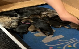 Border Terrier dogs for sale: beautiful litter of border terriers - Image 1