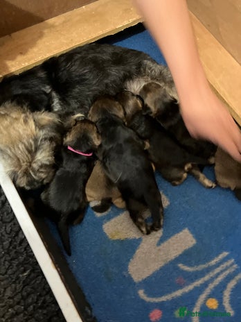 Border Terrier dogs for sale - Advert 3