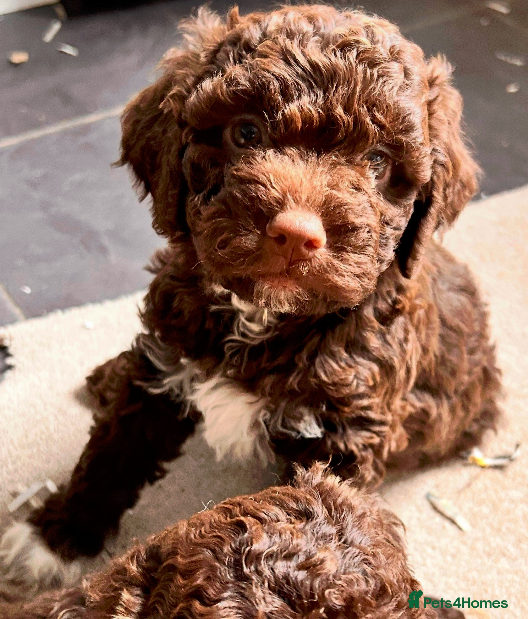 Lagotto Romagnolo dogs Spring Lagotto Romagnolo puppies - Advert 1