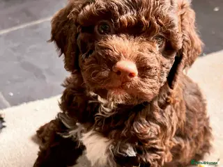Lagotto Romagnolo dogs Spring Lagotto Romagnolo puppies - Advert 1
