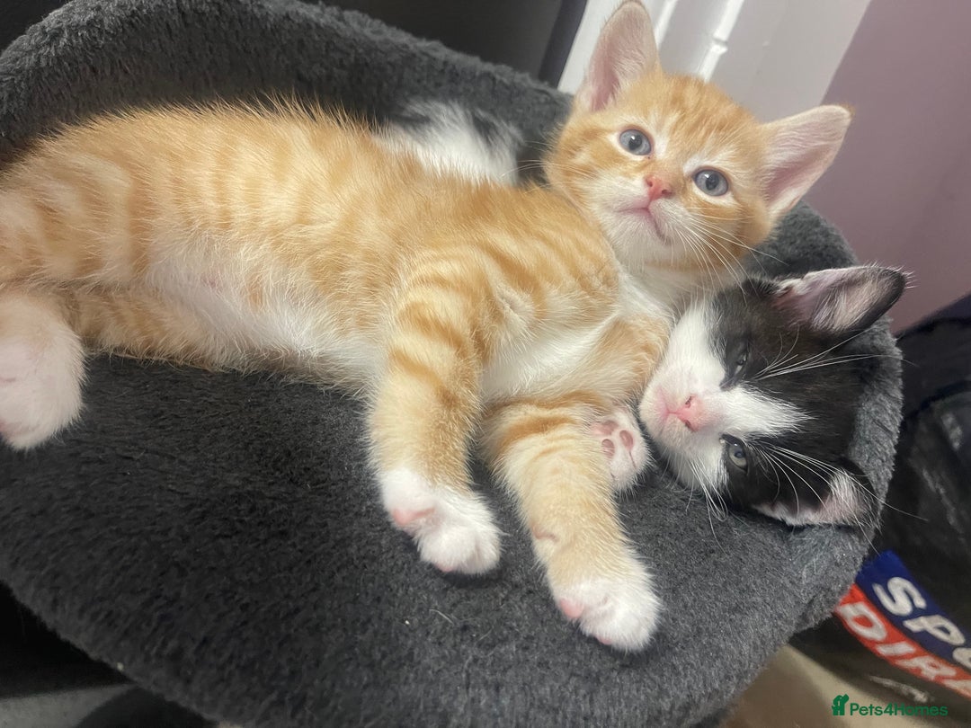 Mixed Breed cats for sale: Beautiful letter of kittens - Image 4