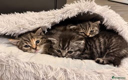 Mixed Breed cats for sale: Kittens - Image 2