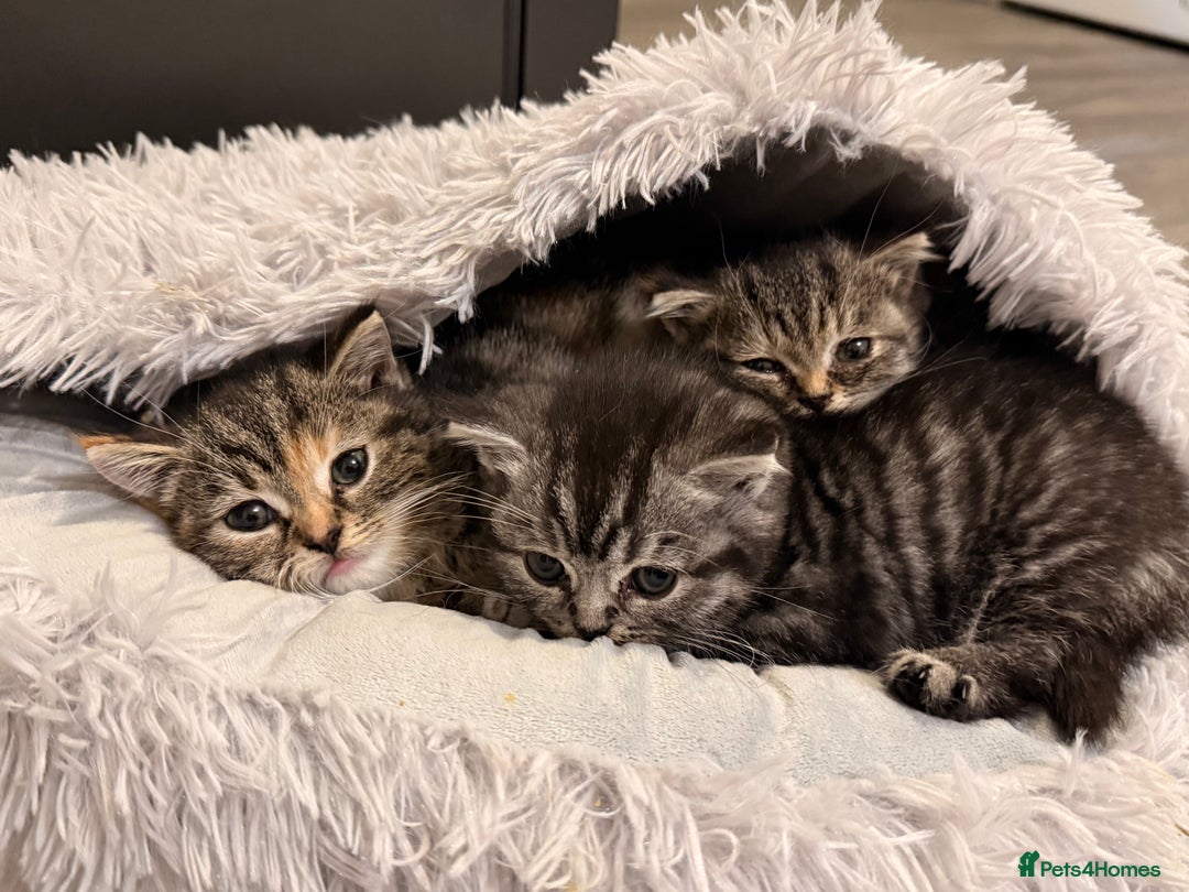 Mixed Breed cats for sale: Kittens - Image 2