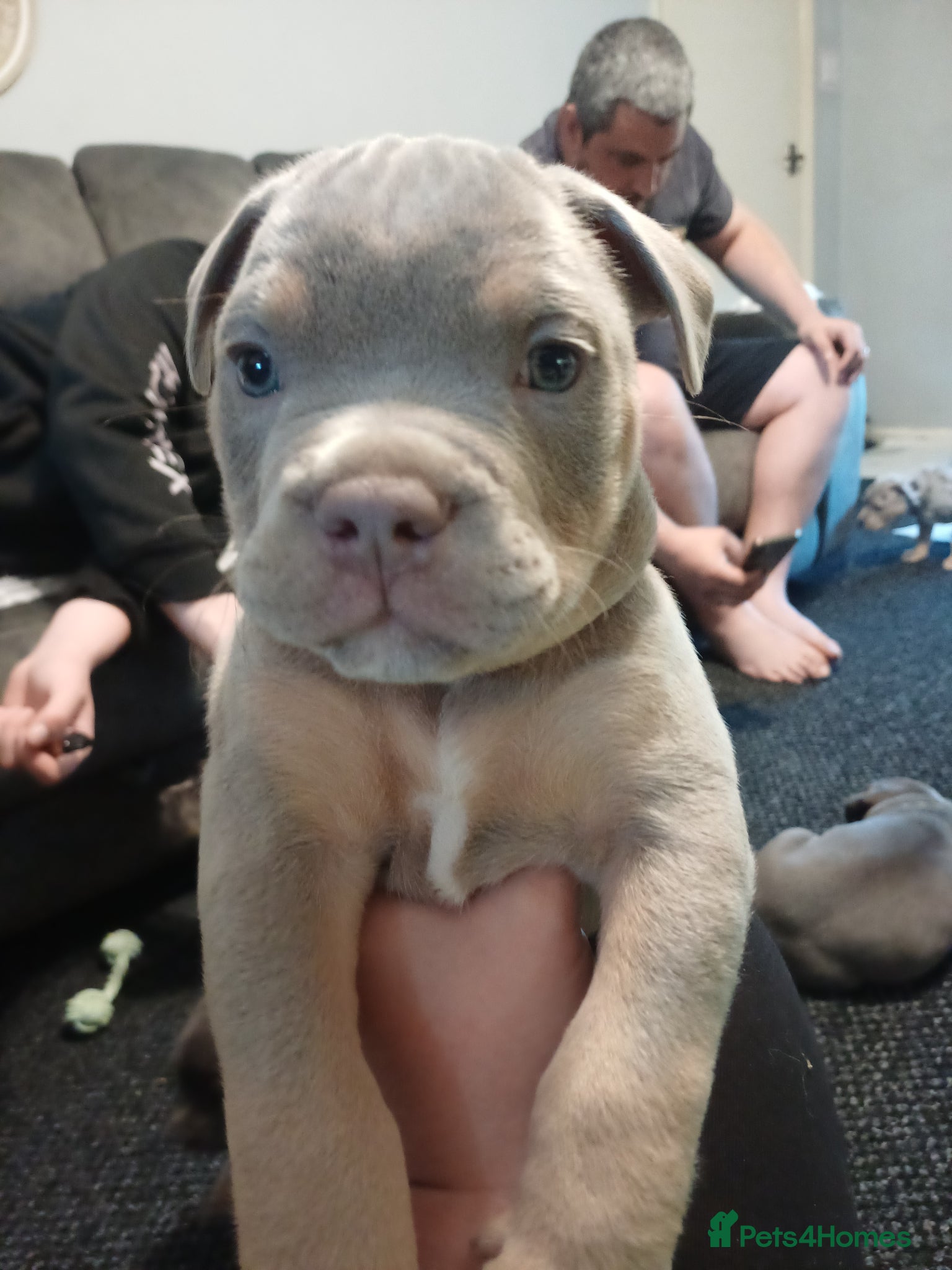 Mixed Breed dogs Olde English bulldogs x staffy - Advert 2