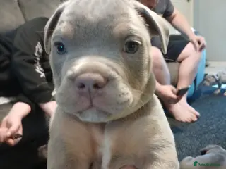 Mixed Breed dogs Olde English bulldogs x staffy - Advert 2