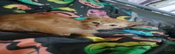 Mixed Breed cats for sale: Cute mixture of kittens prices vary read the add in Bolton - Advert 2