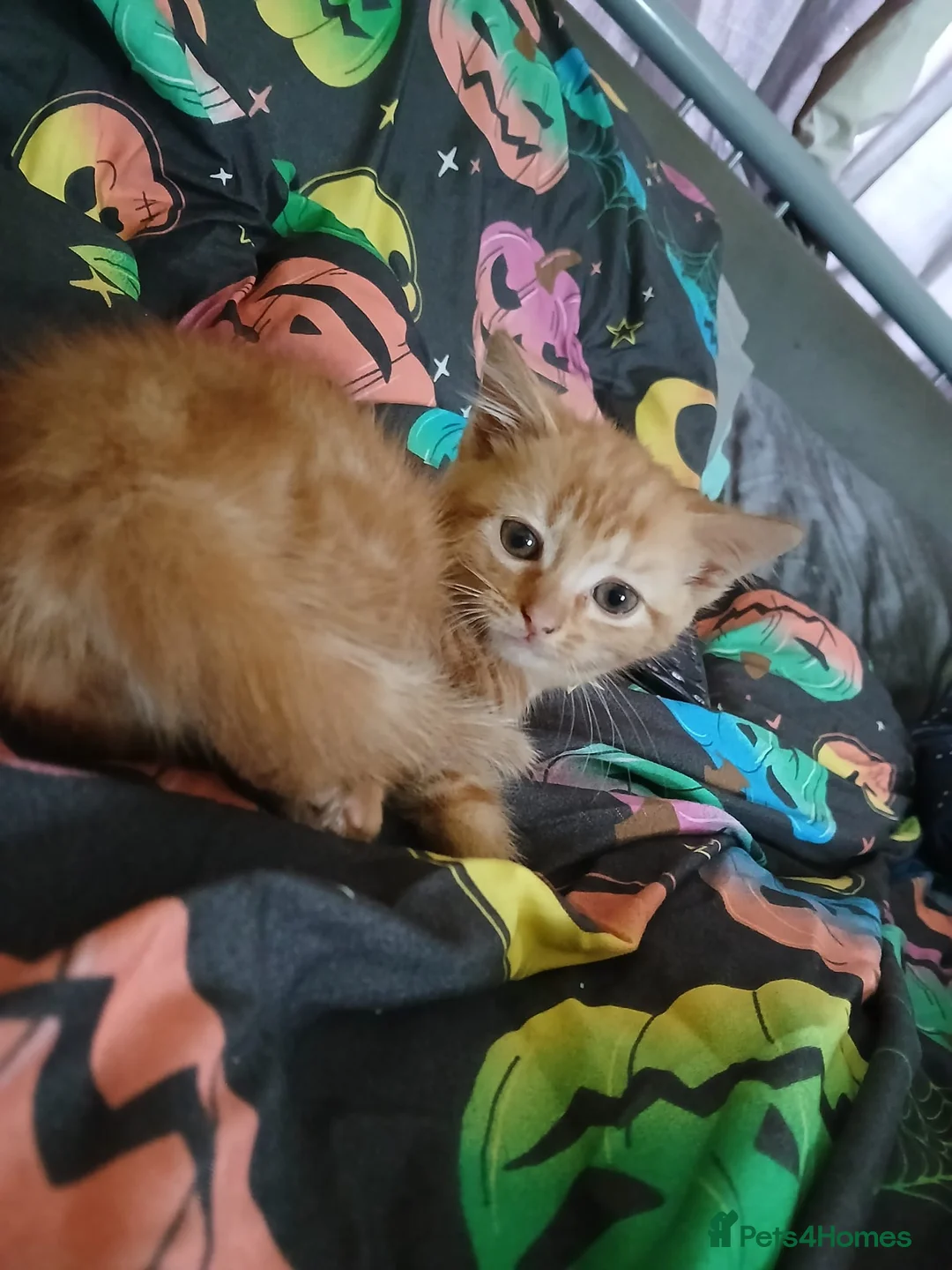 Mixed Breed cats for sale: Cute mixture of kittens prices vary read the add in Bolton - Advert 2