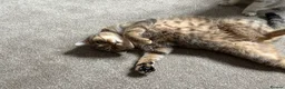 British Shorthair cats for sale: Golden Ticked Tabby GCCF British Shorthair - Advert 4