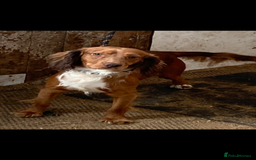 Cocker Spaniel dogs for sale: Cocker spaniel pups - Image 6