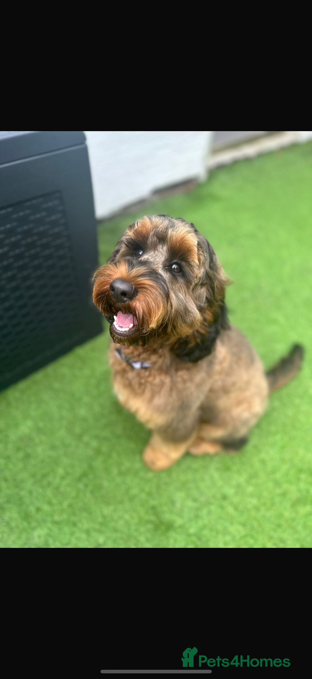 Cockapoo dogs for sale: 11 red sable, f1 cockapoo. KC & DNA clear parents - Advert 17