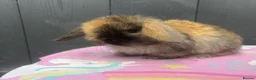 Mini Lop rabbits for sale: Pure bred pedigreed baby mini lops  - Advert 24