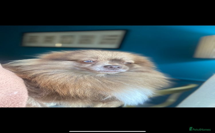 Pomeranian dogs - Advert 1