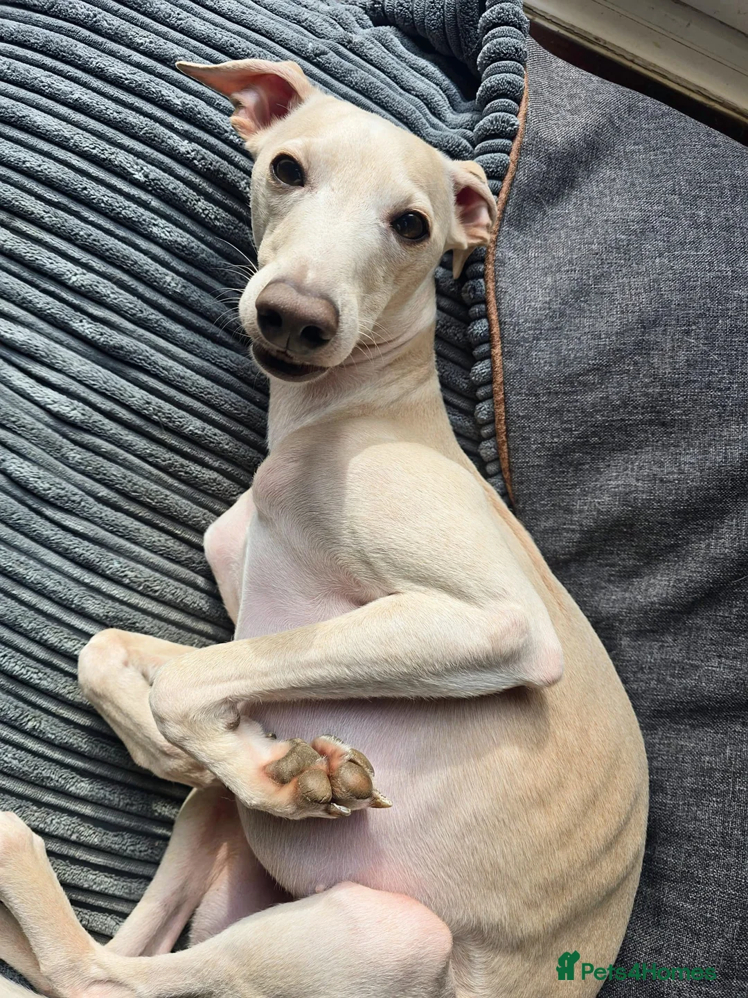 Italian Greyhound dogs for stud: KC registred Italian Greyhound proven for studding in Bristol - Advert 3