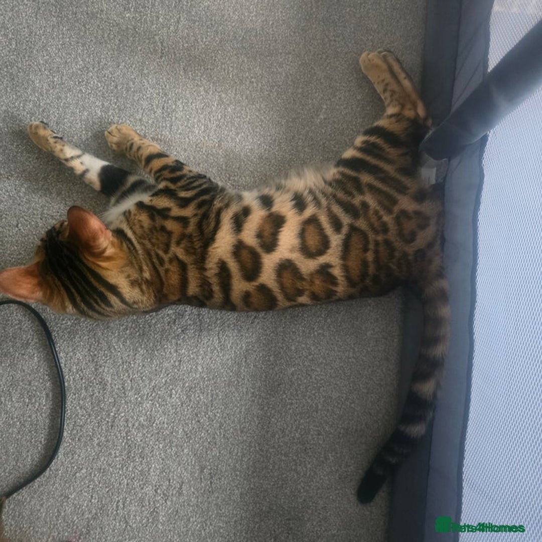 Bengal cats for sale: SBT TICA F5 Bengal Queen-Must Be Rehomed by March  - Advert 2