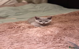 British Shorthair cats for sale: Beautiful Lilac boys - Image 6