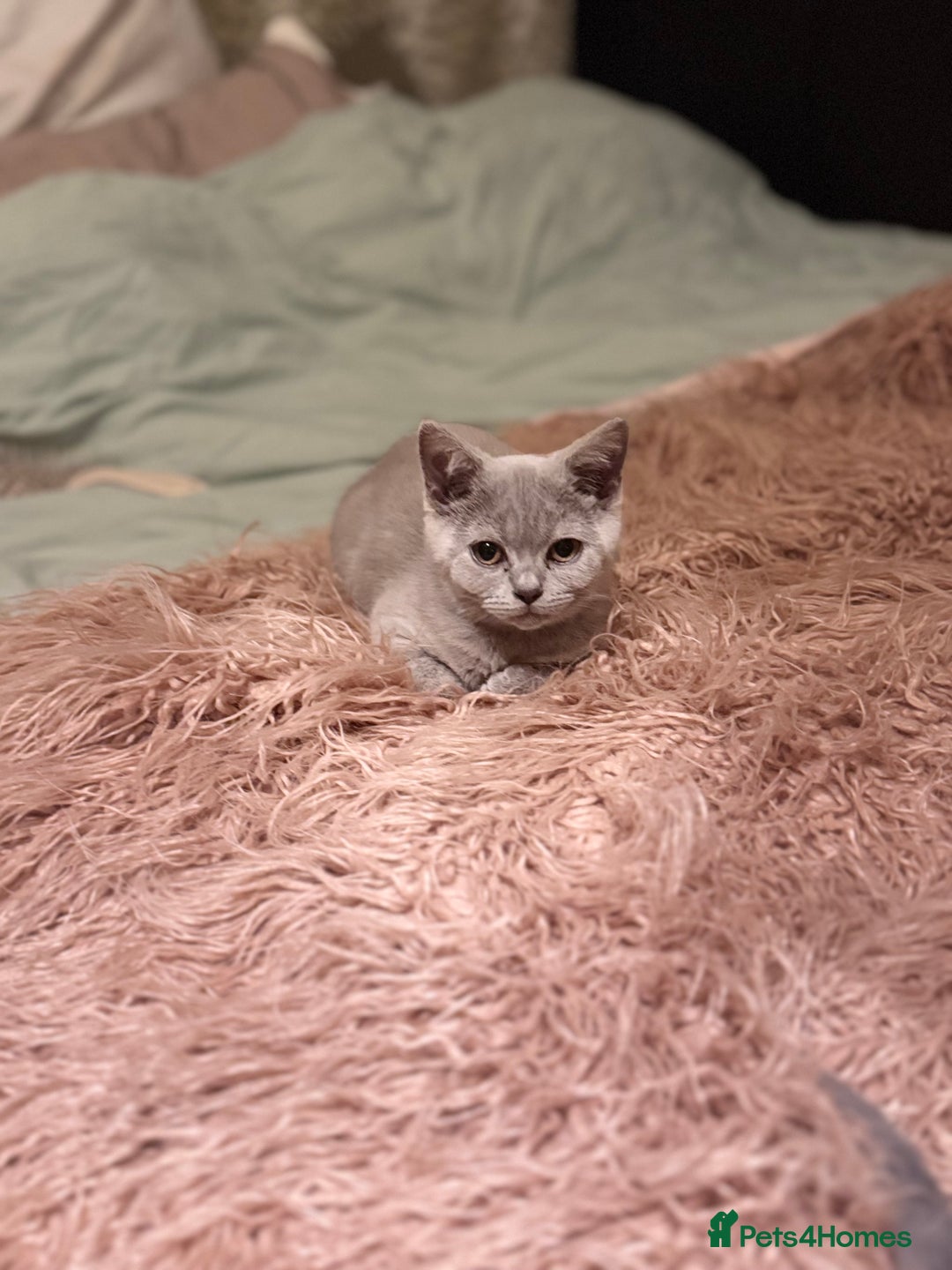 British Shorthair cats for sale: Beautiful Lilac boys - Image 6