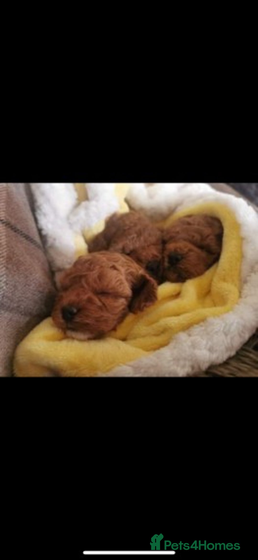 Cavapoo dogs for stud: Extensively Health Tested Deep Red Tiny Toy Poodle in Mansfield - Image 10