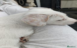 Mixed Breed dogs for sale: Beautiful boy looking for a forever home  - Image 5