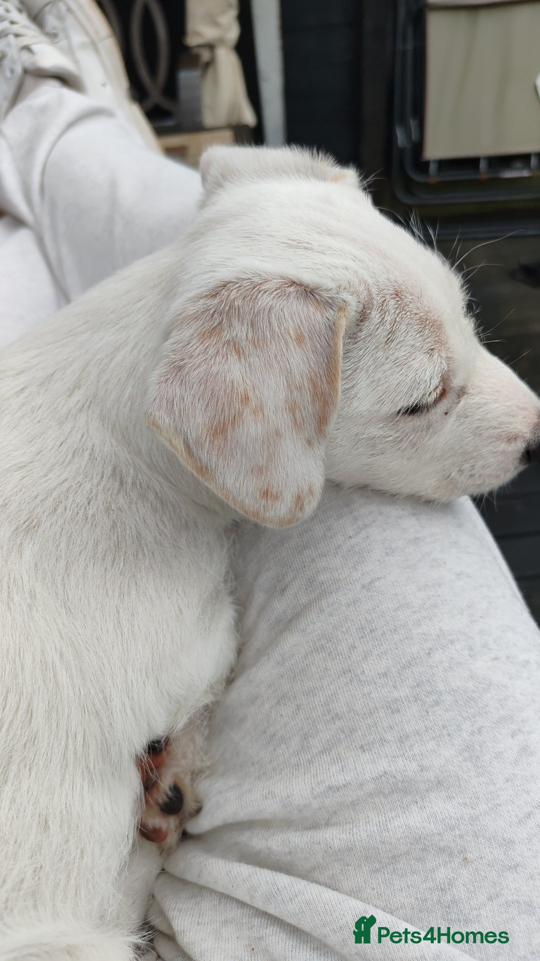 Mixed Breed dogs for sale: Beautiful boy looking for a forever home  - Image 5
