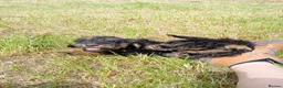 Mixed Breed dogs for sale: Beautiful litter of cockels  in Thirsk - Advert 2