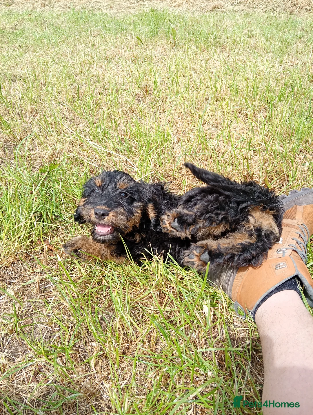 Mixed Breed dogs for sale: Beautiful litter of cockels  in Thirsk - Advert 2