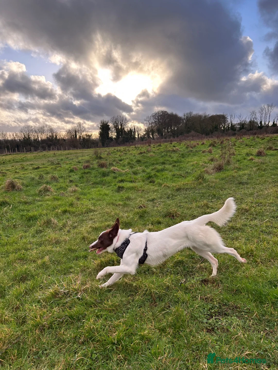 Mixed Breed dogs for sale: Beautiful Family Friendly Mixed Border Collie - Advert 2