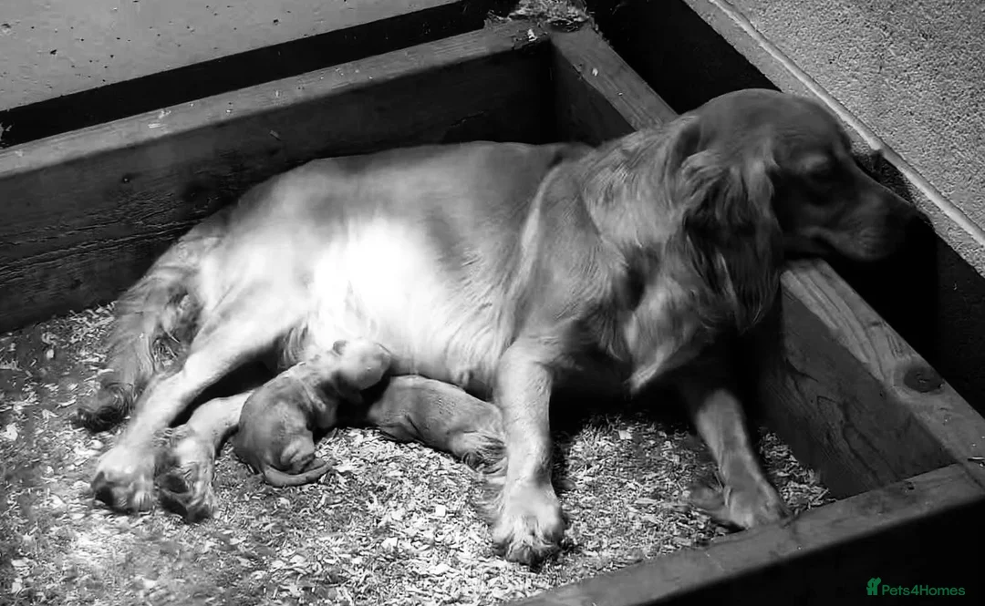 Cocker Spaniel dogs for sale: Stunning Cockapoo F1 Puppies KC Parents  - Advert 9