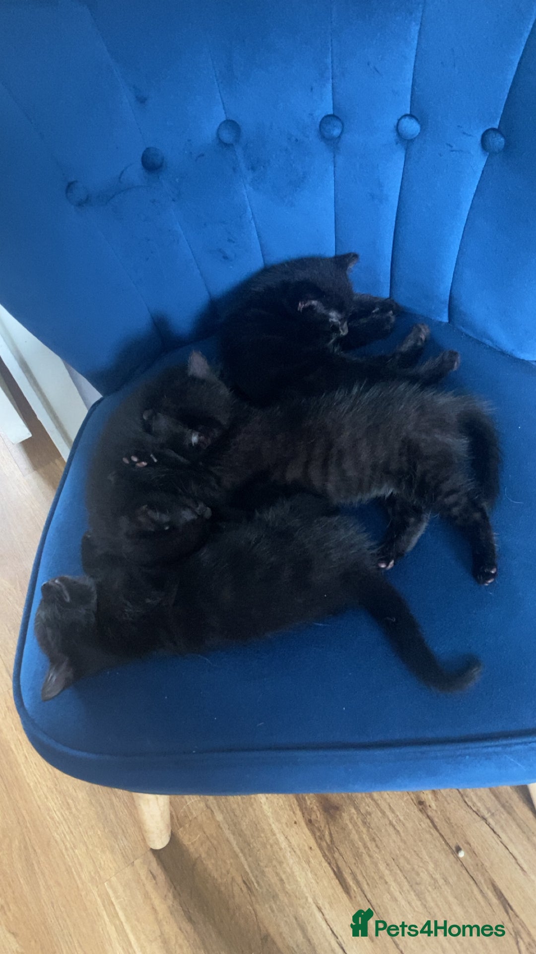 Russian Blue cats for sale: Russian blue cross bengal kittens - Image 9