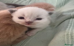 Ragdoll cats for sale: Beautiful Ragdoll Kittens  - Advert 3