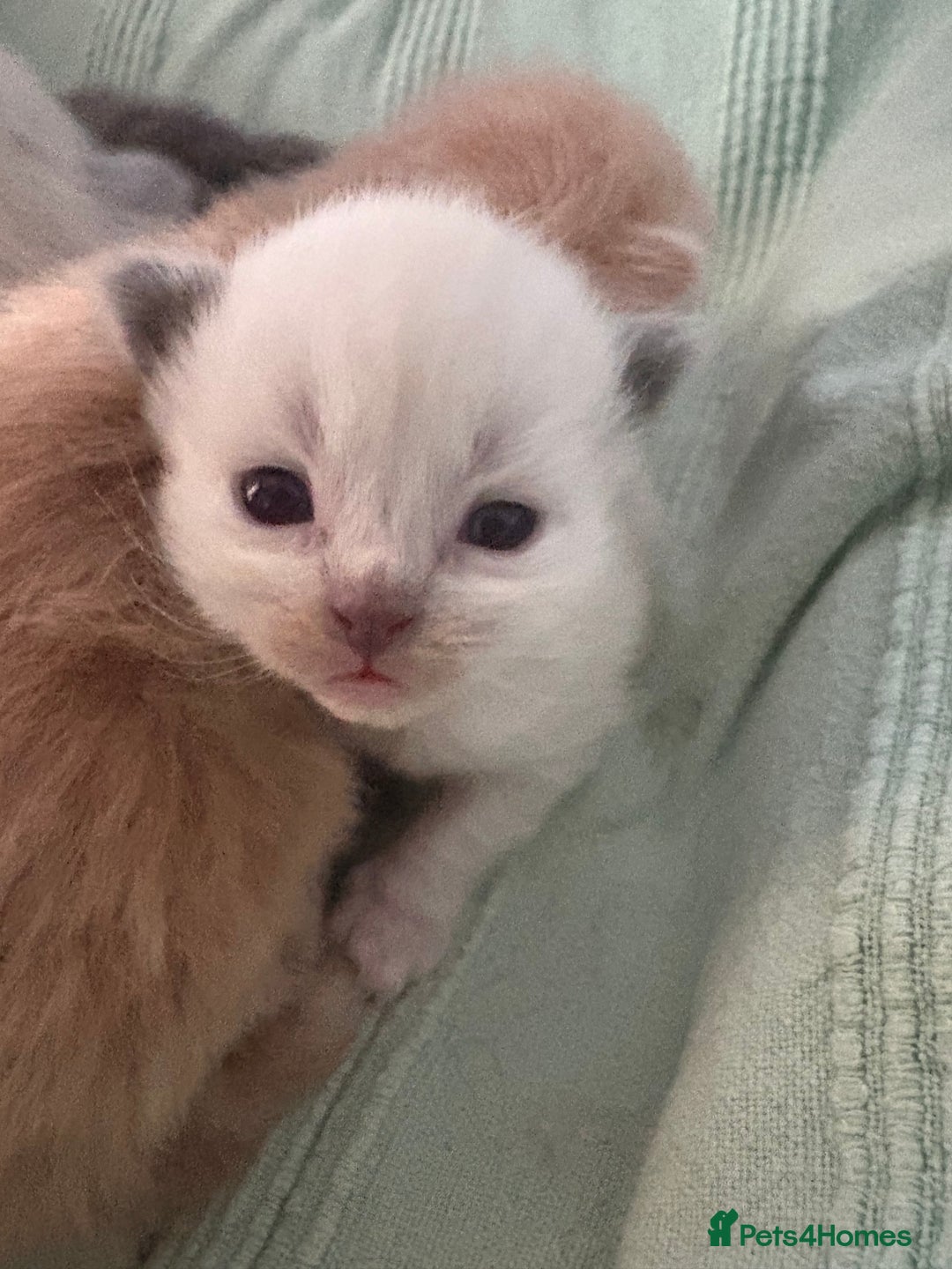 Ragdoll cats for sale: Beautiful Ragdoll Kittens  - Advert 3