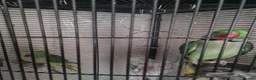 Parakeets birds for sale: Pair of parrots Alexandrine in Stoke-on-Trent - Advert 3