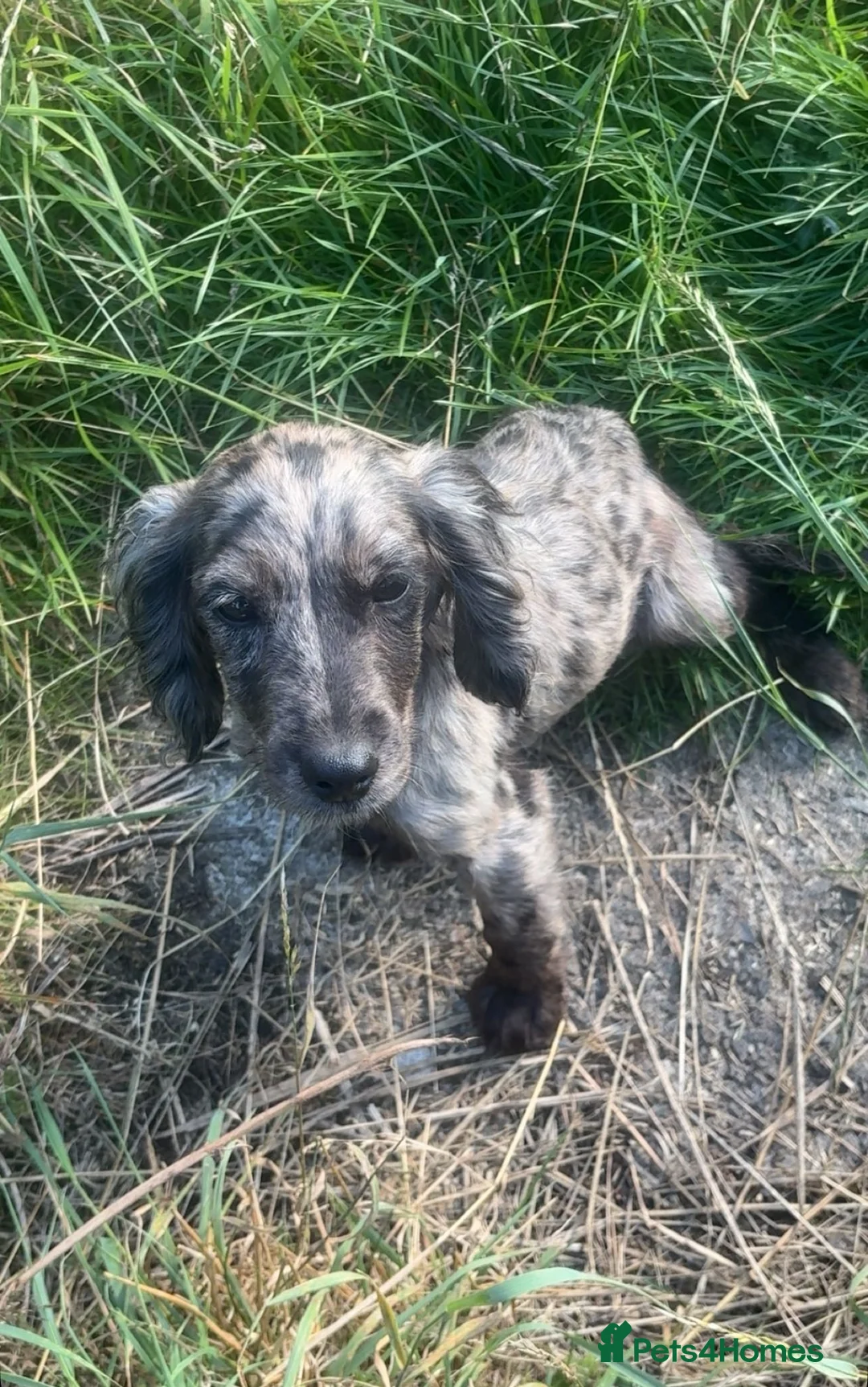 Cocker Spaniel dogs for sale: Four month old cocker spaniel female - Advert 2