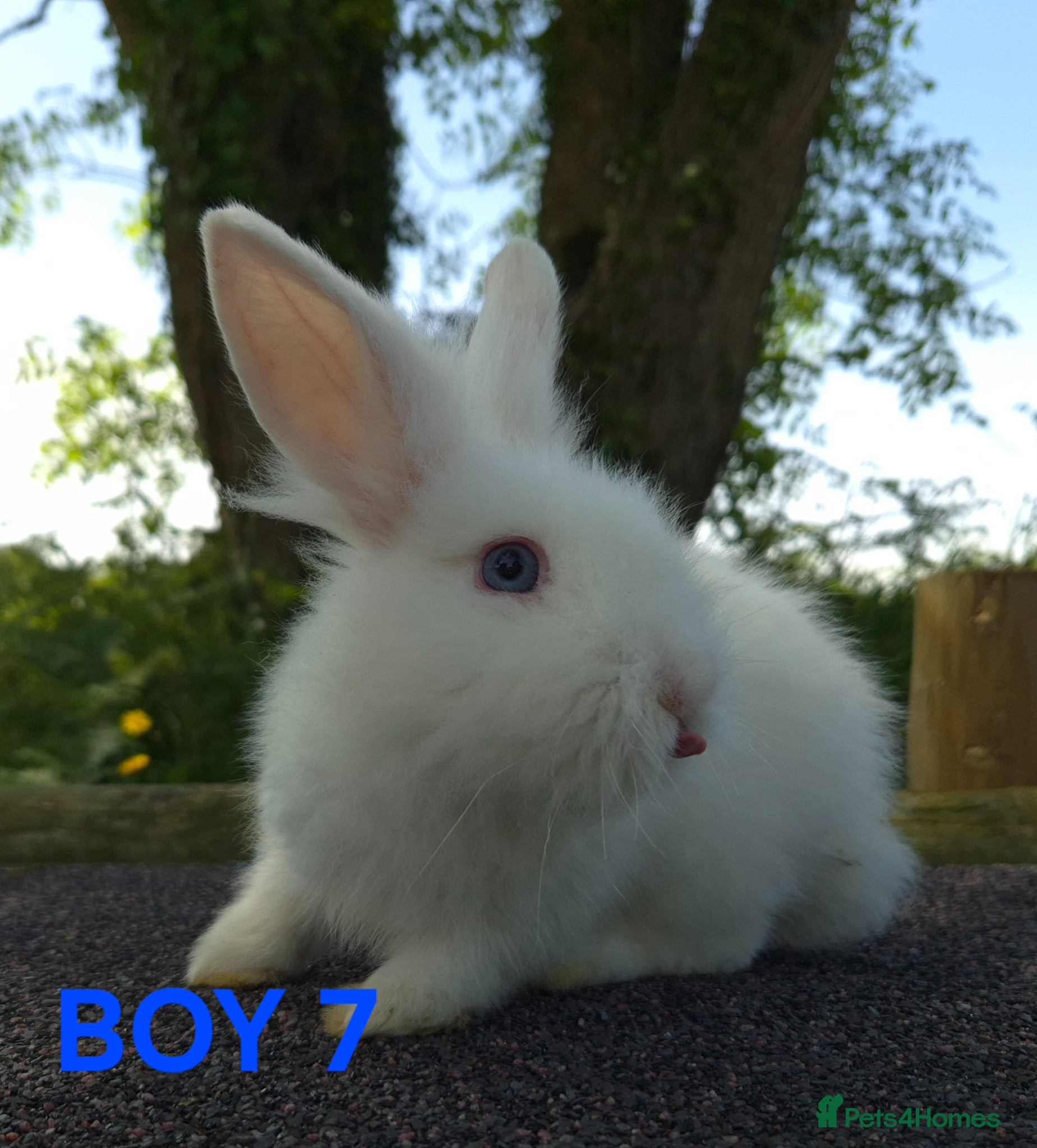 Lionhead rabbits Stunning lionheads  - Advert 2