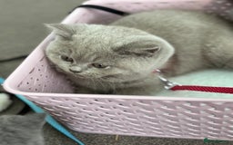 British Shorthair cats for sale: 5 stunning BSH kittens available  - Image 2