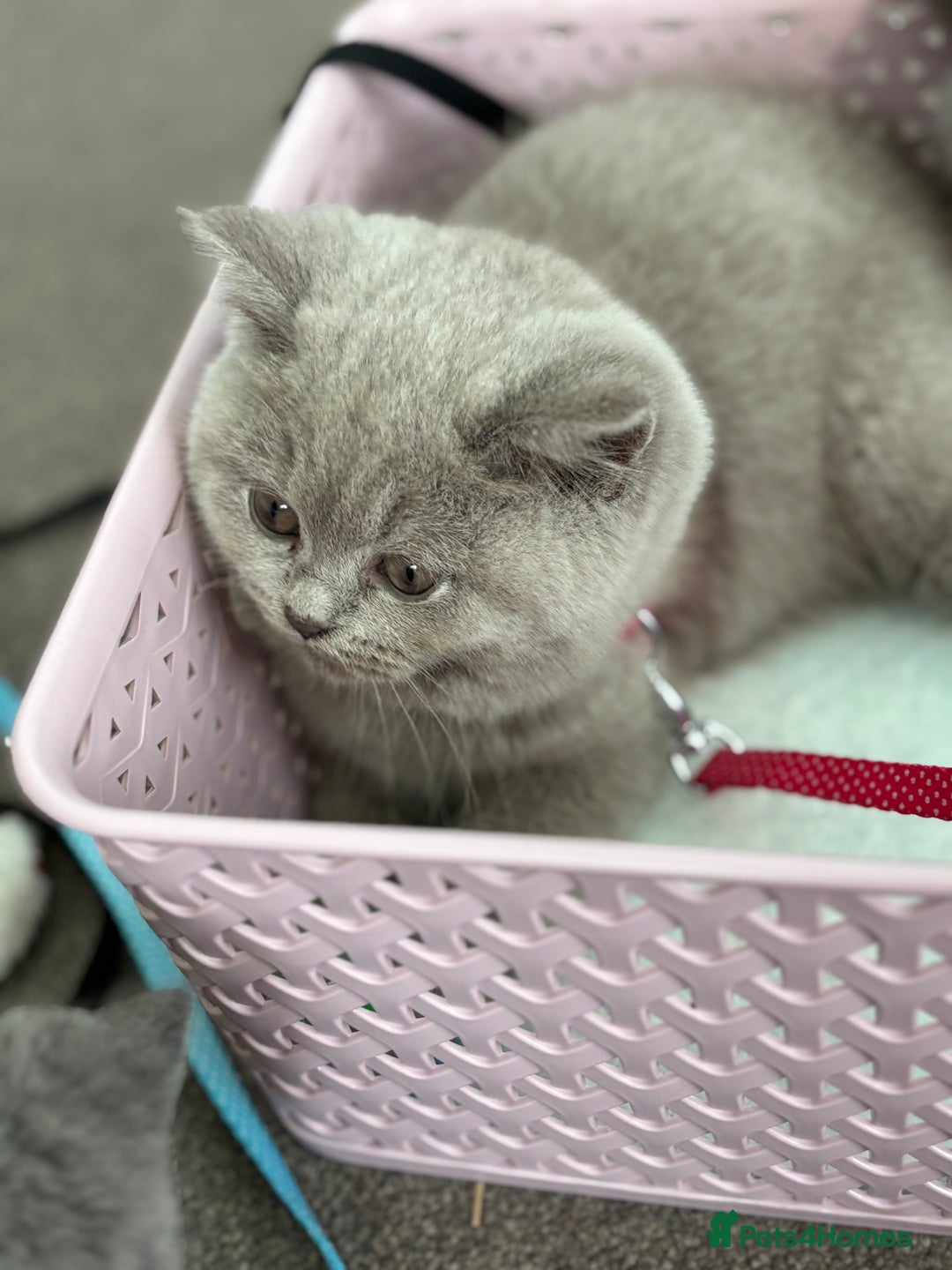 British Shorthair cats for sale: 5 stunning BSH kittens available  - Image 2